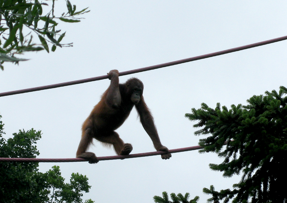 orang utan
