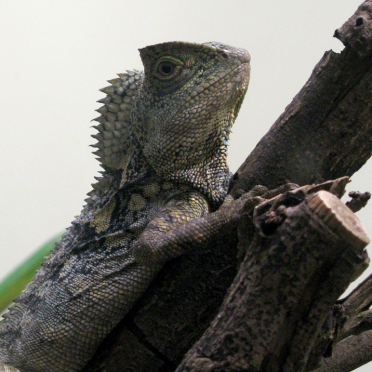 chameleon