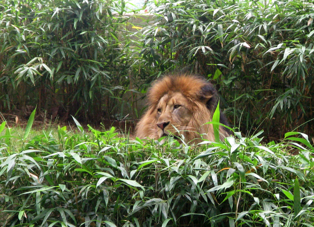 lion