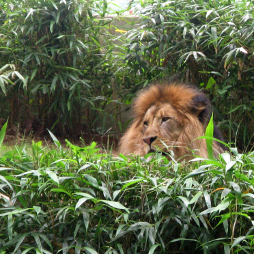lion
