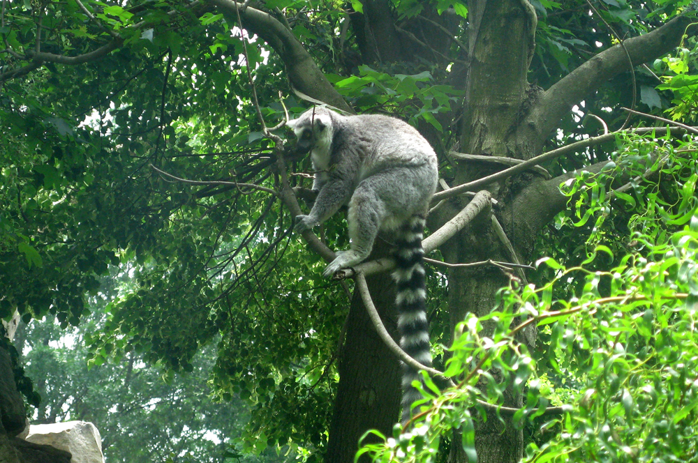 lemur