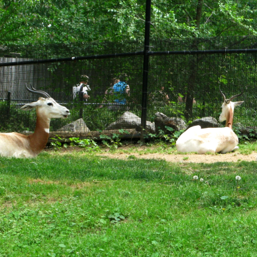 gazelles