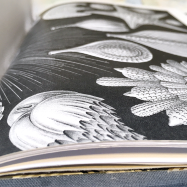 haeckel