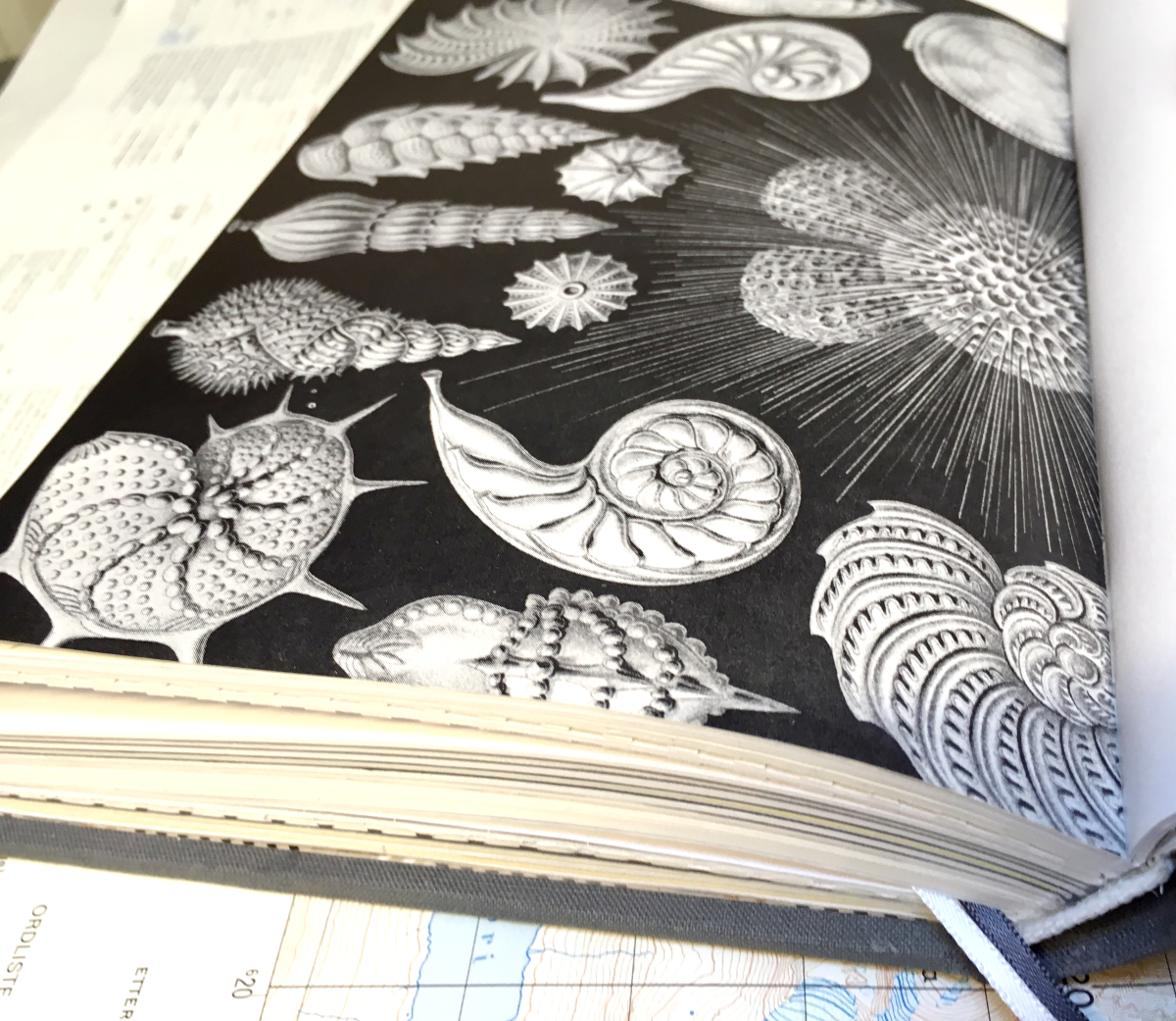 haeckel