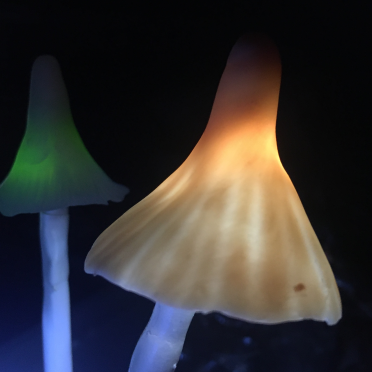 shrooms