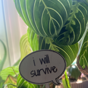 i will survive