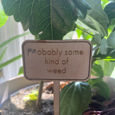probably some kind of weed