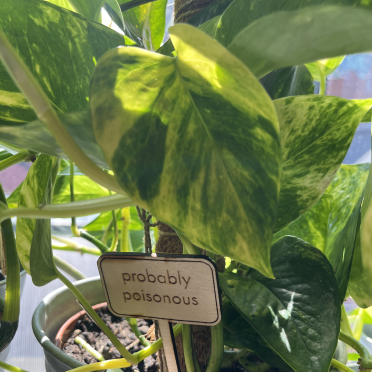 probably poisonous