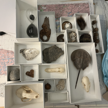 cabinet of curiosities