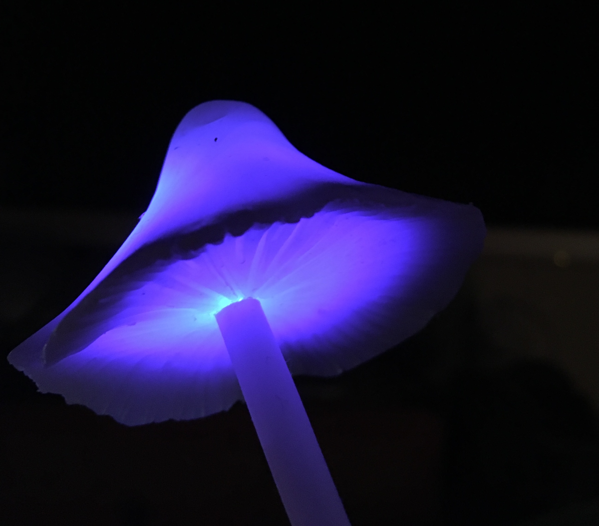 shroom