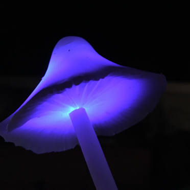 shroom