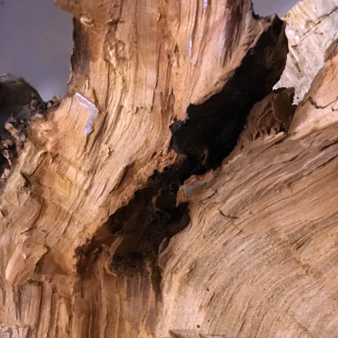 apple wood