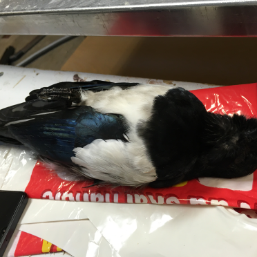 regine stuffed a magpie