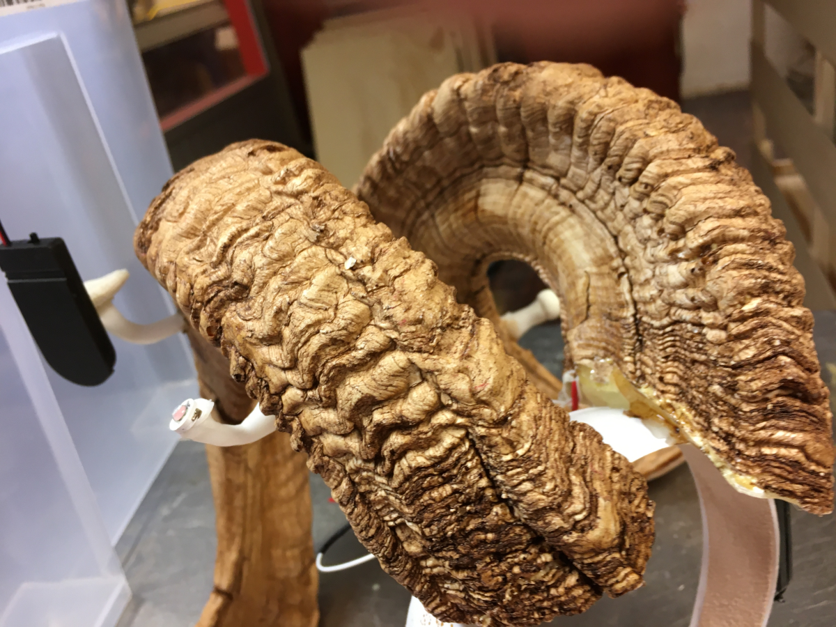 regine's horns