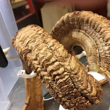regine's horns