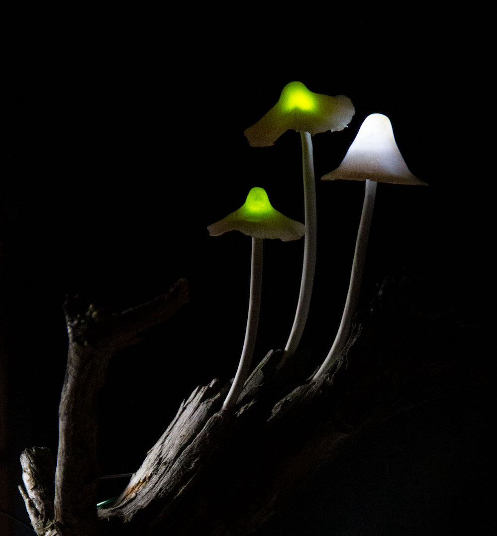 illuminated mushrooms