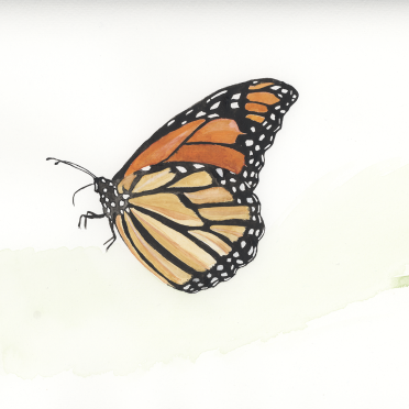 monarch