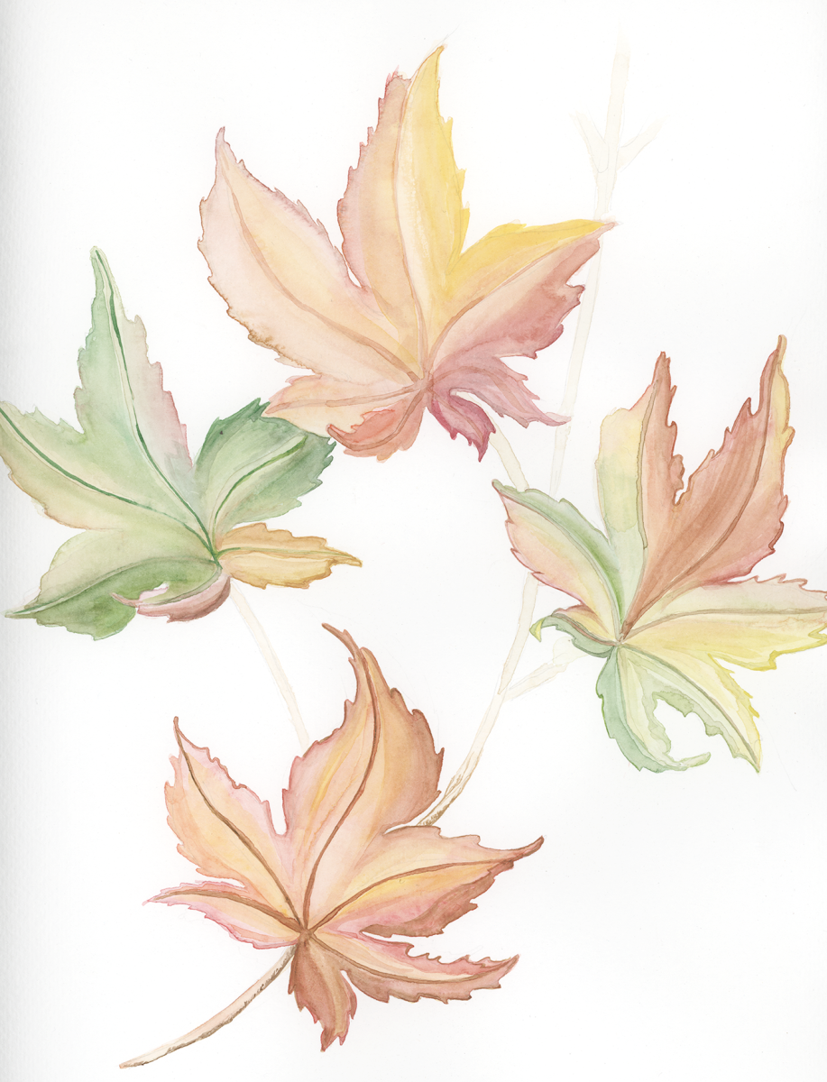 leaves