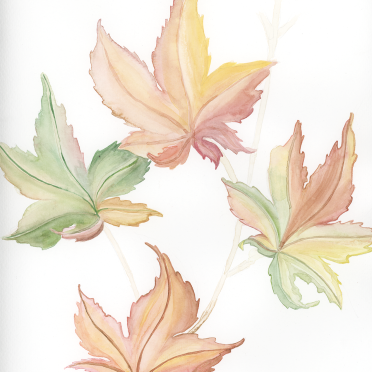 leaves