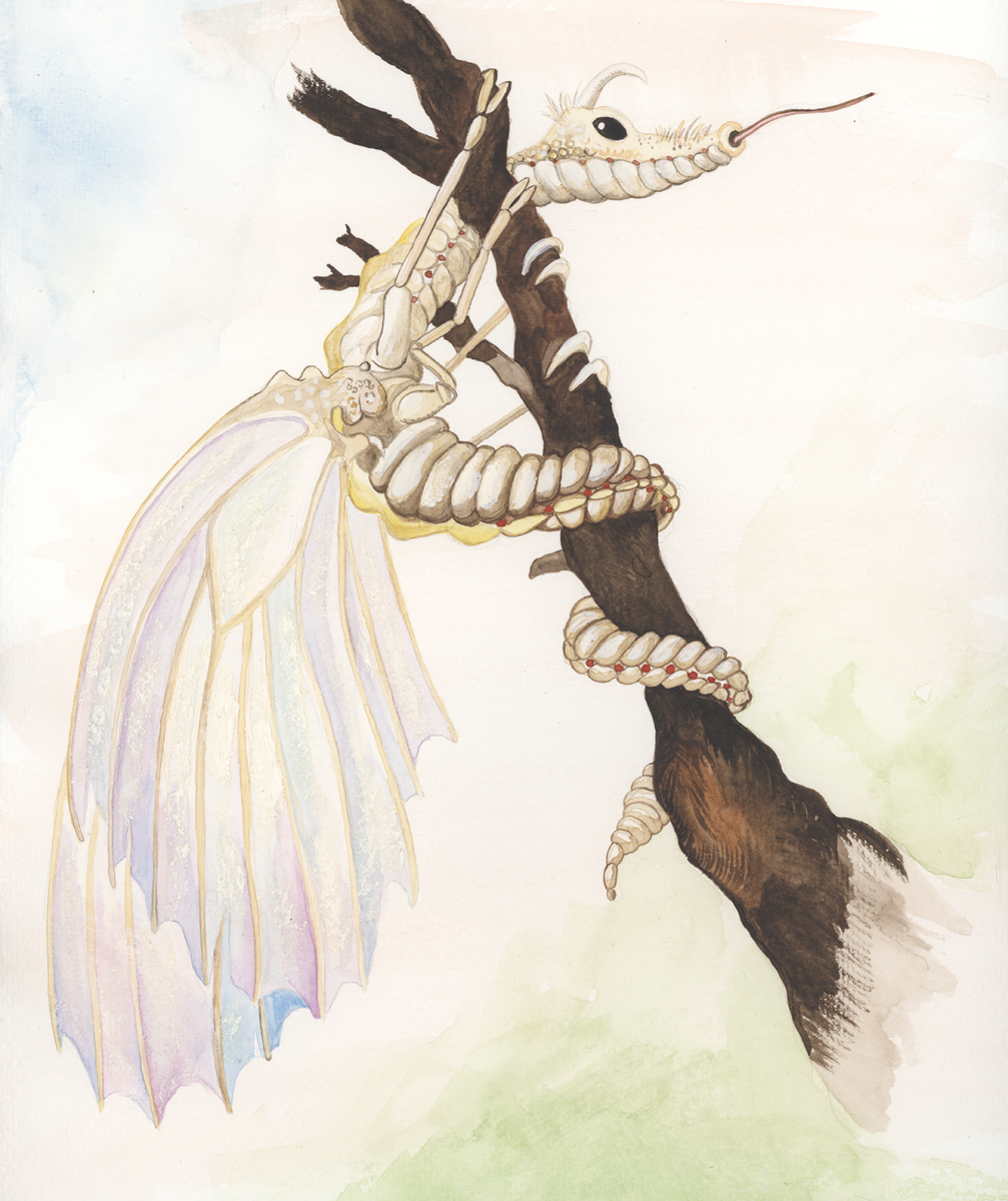 dragon