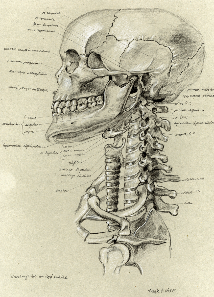 anatomy