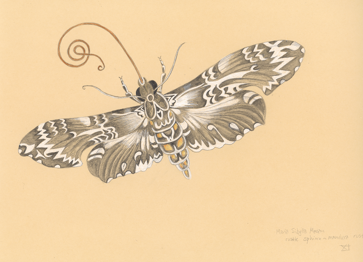 sibylla merian moth
