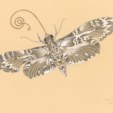 sibylla merian moth