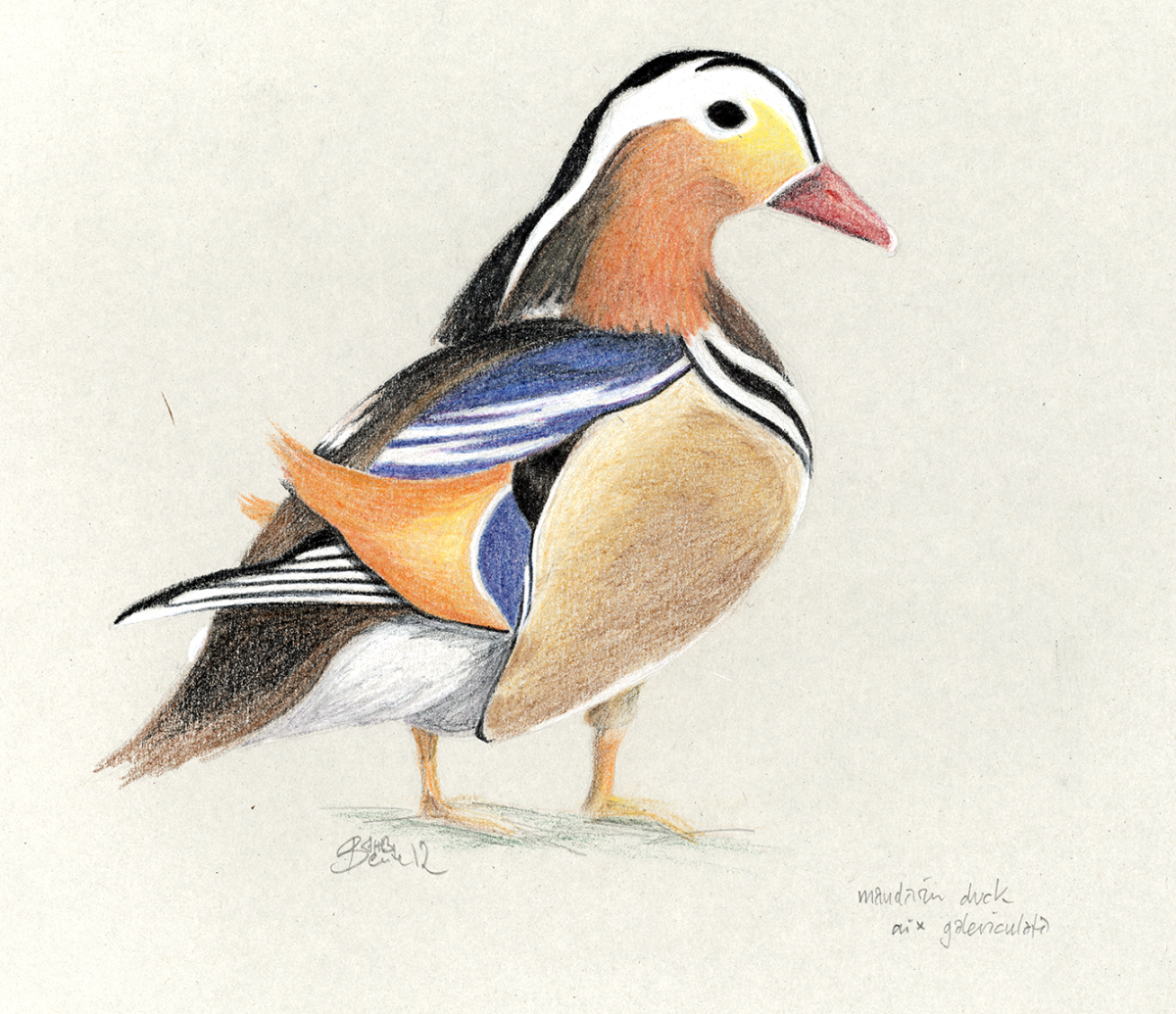 mandarin duck