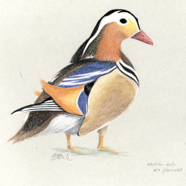 mandarin duck