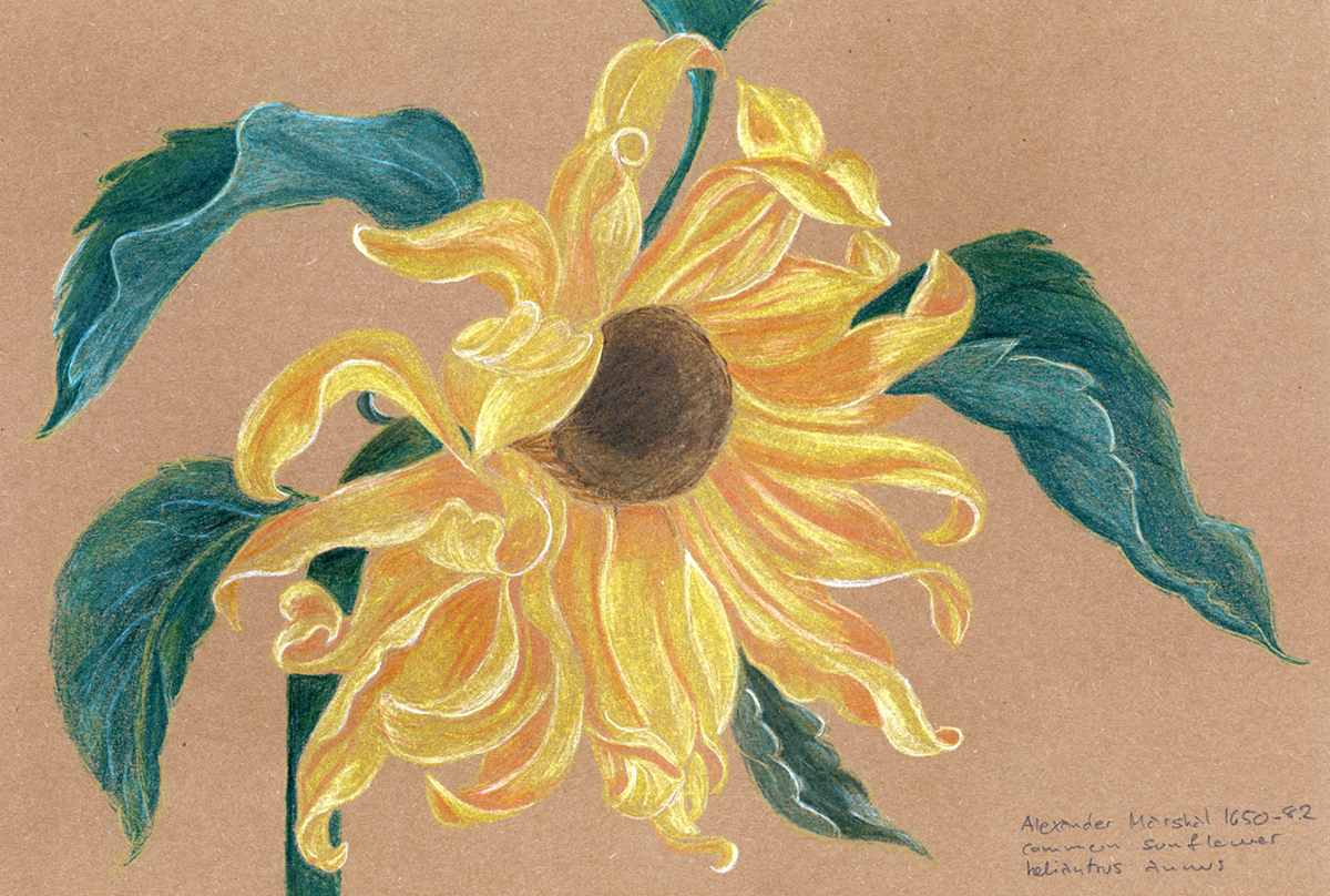 sunflower