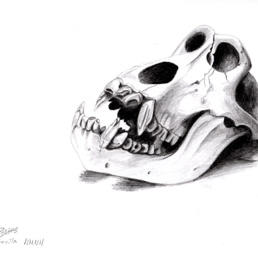 gorilla nmnh