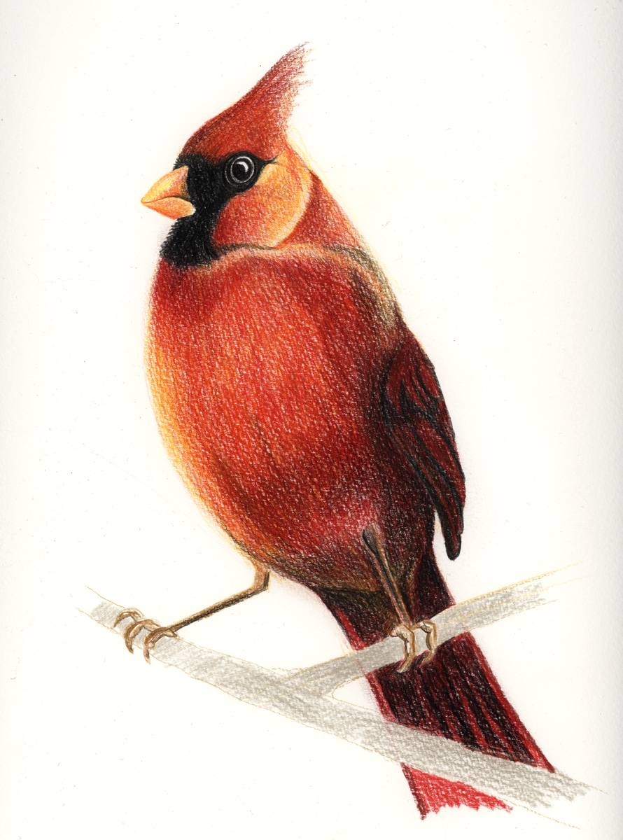 cardinal