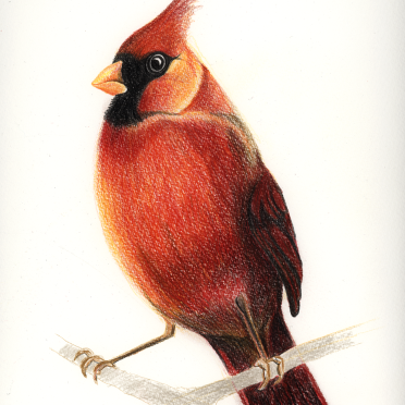 cardinal