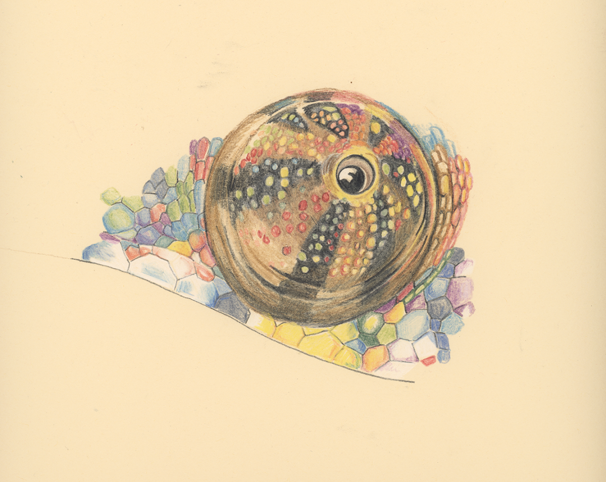 unfinished chameleon