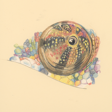 unfinished chameleon