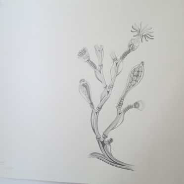 haeckel
