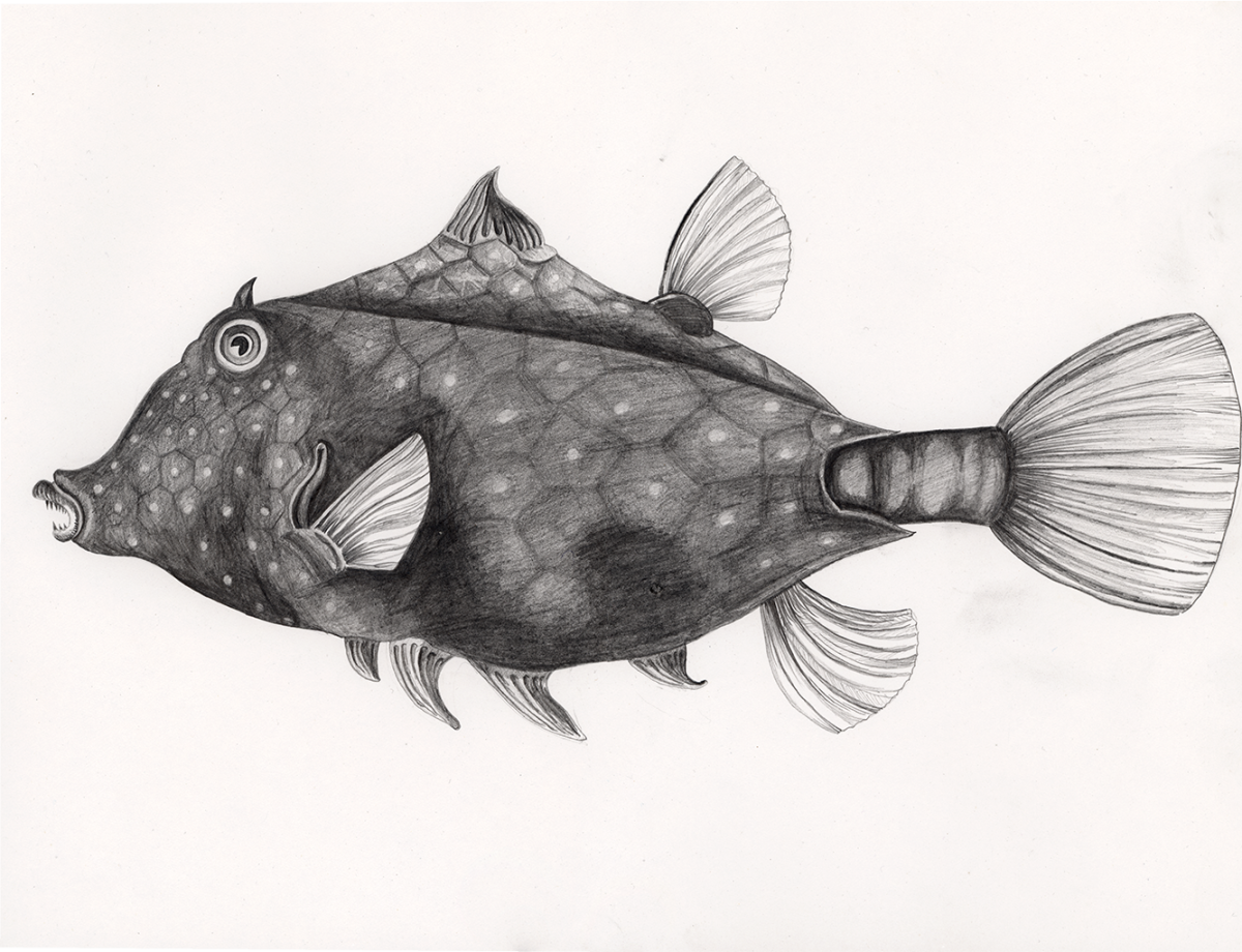box-fish, haeckel