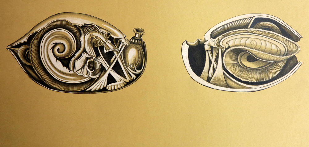 Haeckel