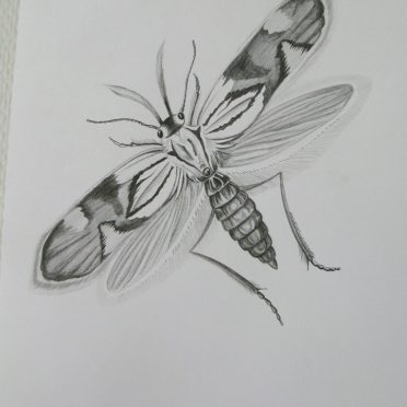 moth