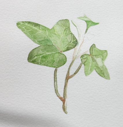 ivy
