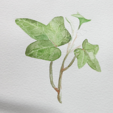 ivy