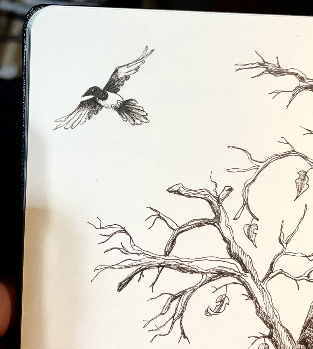 magpie