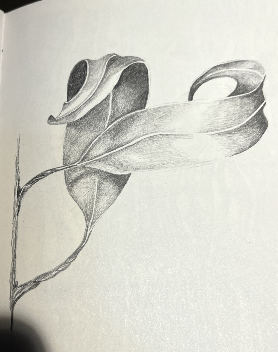 eucalyptus