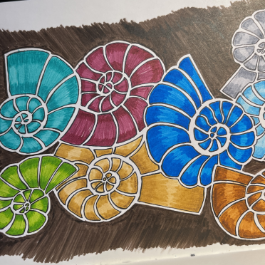 ammonites