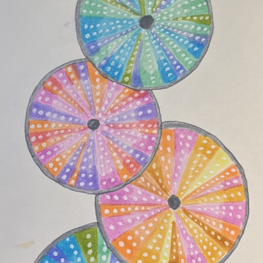 urchins