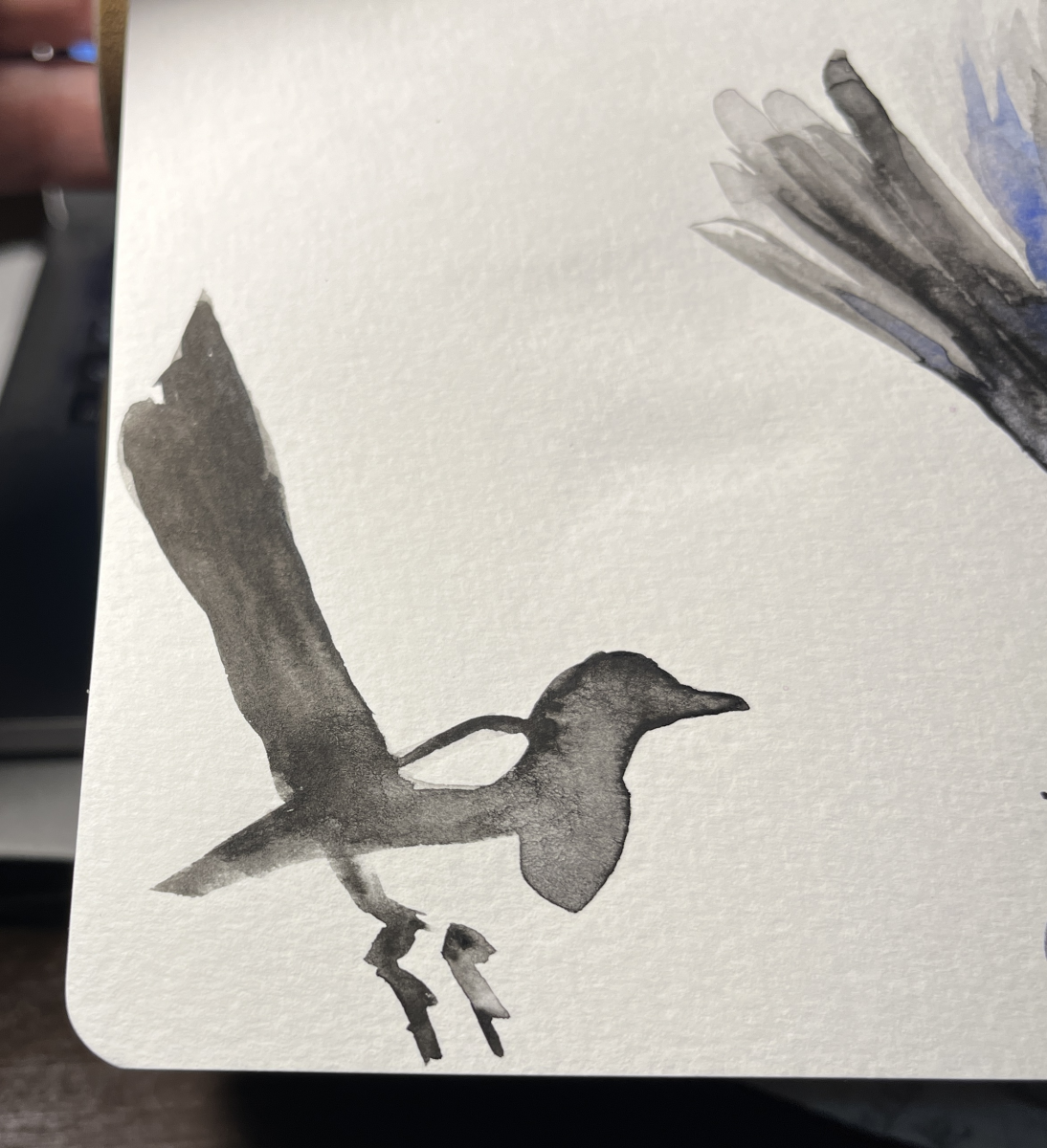 magpie