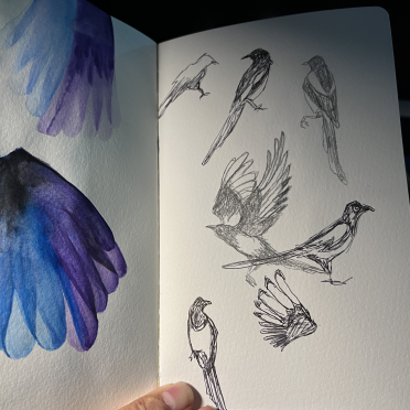 corvids