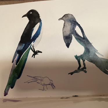 magpies