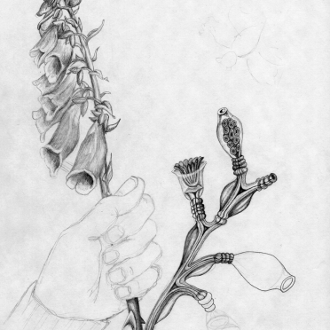 foxgloves