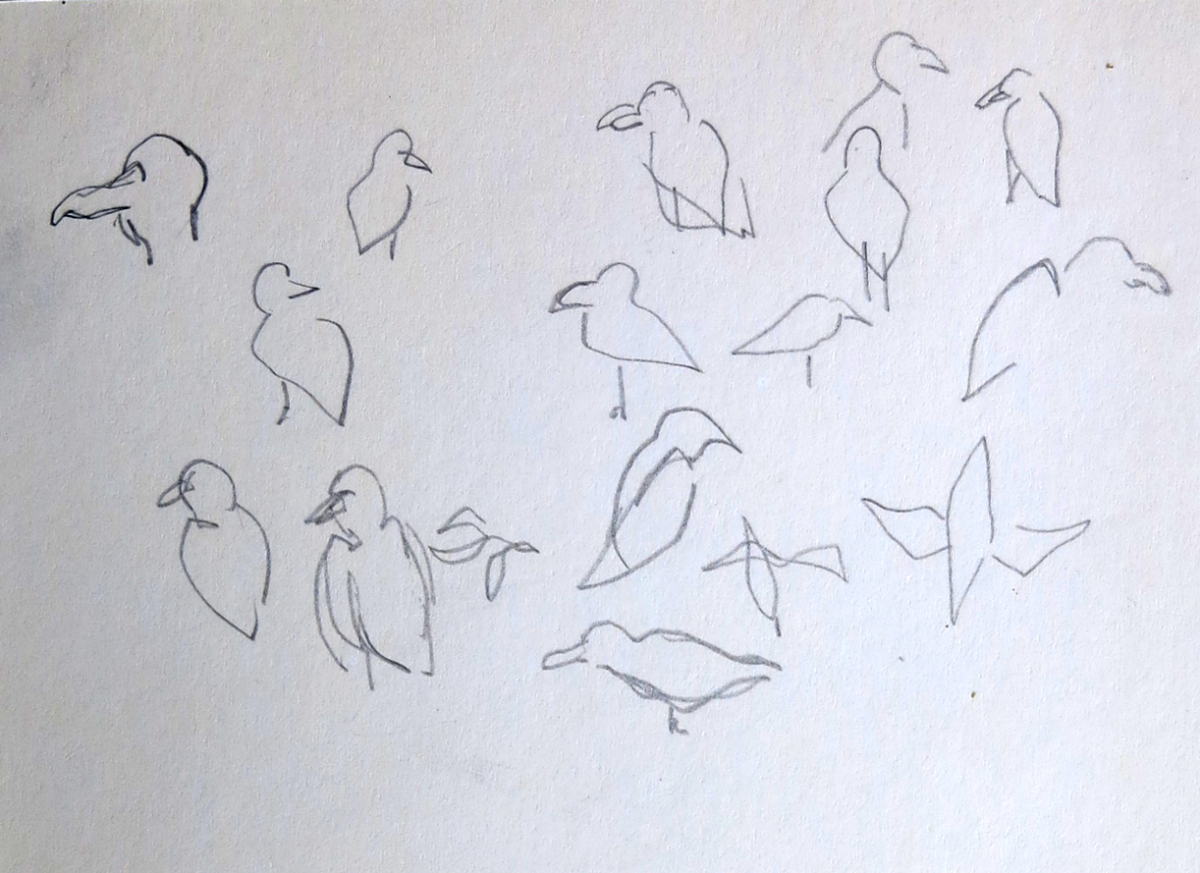 study of birds